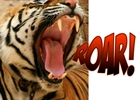 The Tigers Prepare to Roar in February